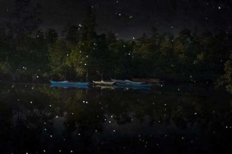 Puerto Princesa Firefly Watching (shared tour) - What to Expect: A Step-by-Step Breakdown