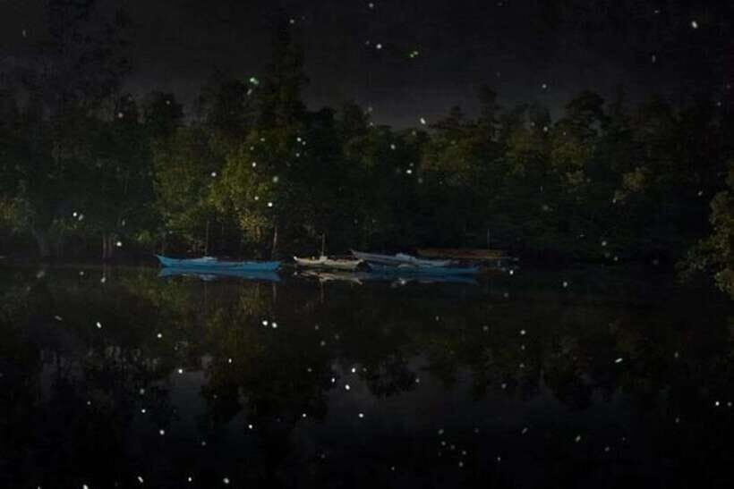 Puerto Princesa Firefly Watching (shared tour) - What to Expect: A Step-by-Step Breakdown