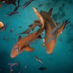 Puerto Rico Private Half Day Shark Diving - What Is Included and What to Bring