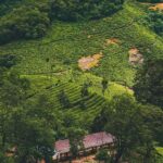 Pullikanam : Tea Estate Tour from Kochi  Closer than Munnar - What to Expect & Practical Details