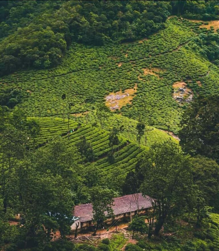 Pullikanam : Tea Estate Tour from Kochi  Closer than Munnar - What to Expect & Practical Details