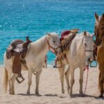 Punta Cana Beach Horseback Riding Tour - The Value of This Experience