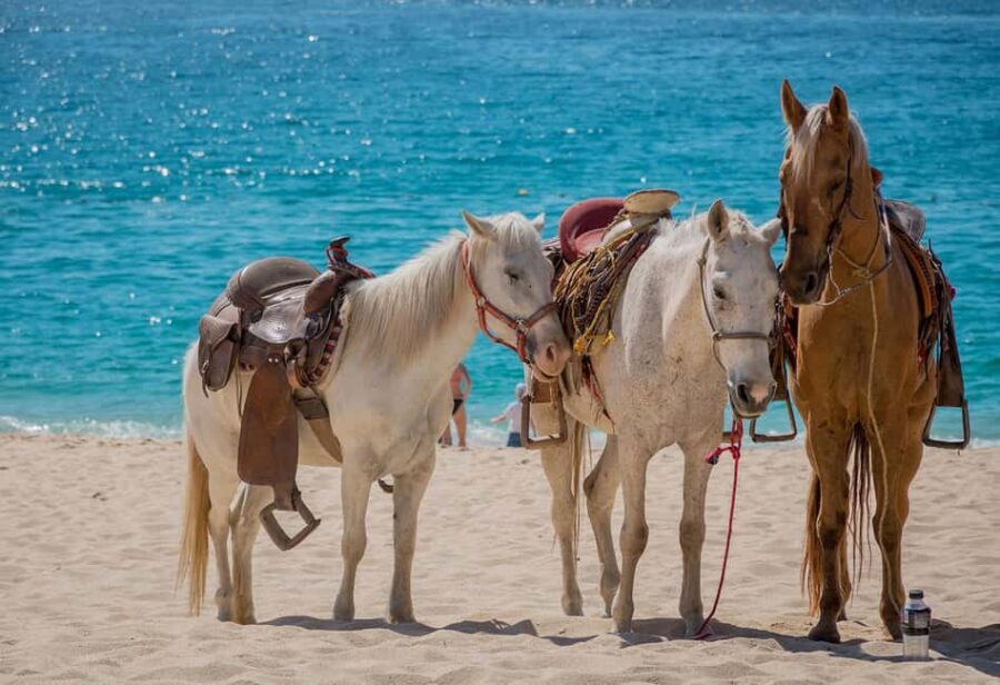 Punta Cana Beach Horseback Riding Tour - The Value of This Experience