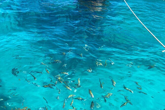 Punta Cana: Catalina Island Diving And Snorkeling - What’s Included and Not Included