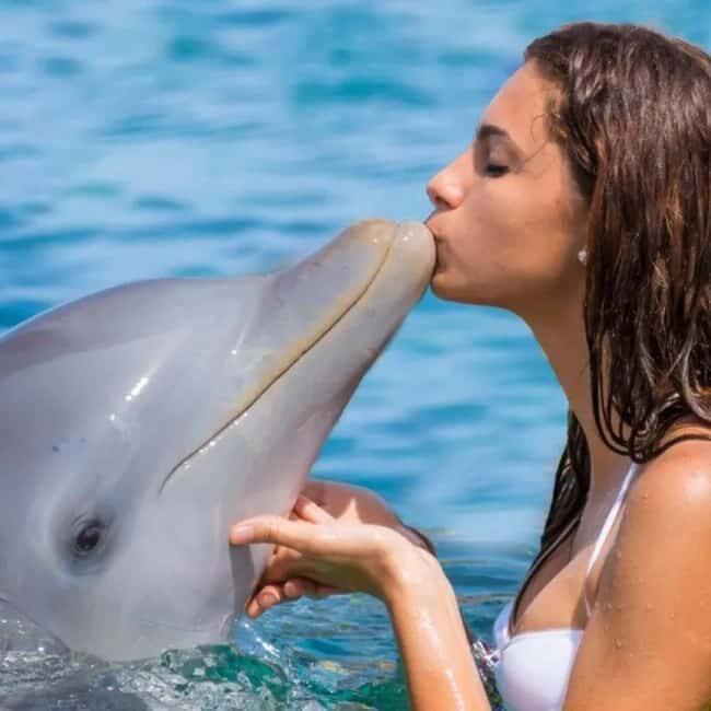 Punta Cana: Enjoy Dolphin Free Hotel Pickup - FAQ