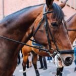 Punta Cana: Higüey Safari Tour with Lunch and Beach Stop - From Punta Cana to Higüey: Comfortable Transportation & Timing