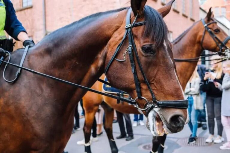 Punta Cana: Higüey Safari Tour with Lunch and Beach Stop - From Punta Cana to Higüey: Comfortable Transportation & Timing