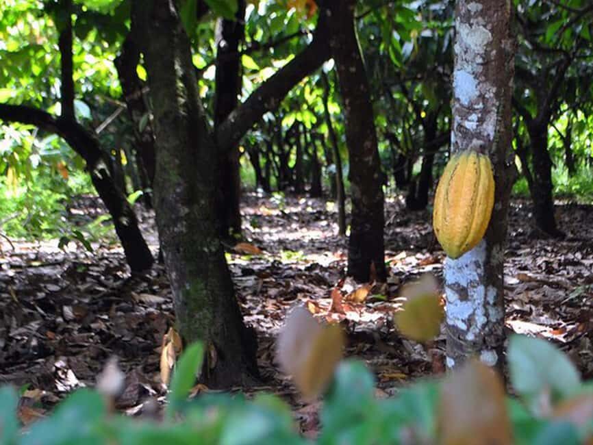 Punta Cana: Higuey Tour Excursion Cultural - A Detailed Look at What This Tour Offers