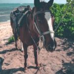 Punta Cana: Horseback Riding Tour with Sunset at Macao Beach - Why This Tour Offers Great Value