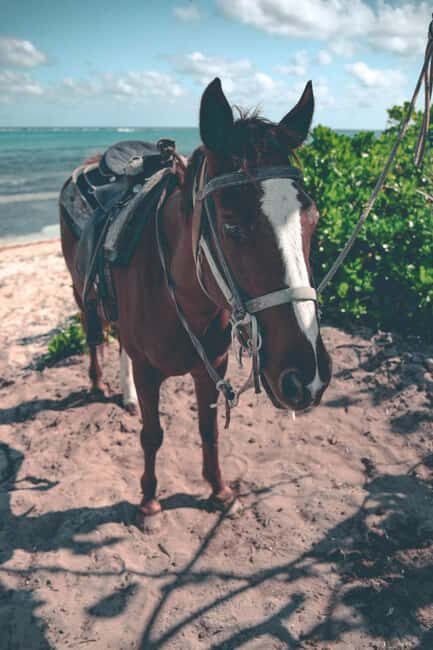Punta Cana: Horseback Riding Tour with Sunset at Macao Beach - Why This Tour Offers Great Value