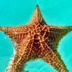 Punta Cana : Saona Island VIP Private Beach All Inclusive - Final Thought