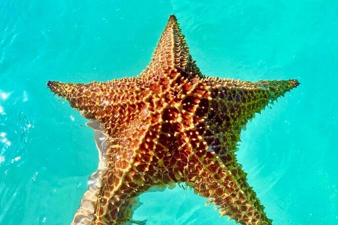 Punta Cana : Saona Island VIP Private Beach All Inclusive - Final Thought