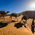 Pushkar: Camel Sunset Safari Adventure - The Value and Authenticity