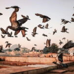 Pushkar: Private Guided day tour From Jaipur - The Experience: What Makes It Stand Out