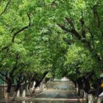 Qingdao: Badaguan Scenic Area Guided Walking Tour - Walk Through Badaguan’s Architectural Heritage