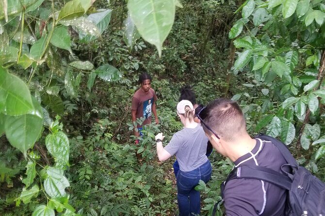 Quashie River Hiking in Cockpit Country Experience - What to Expect from the Quashie River Hiking Experience