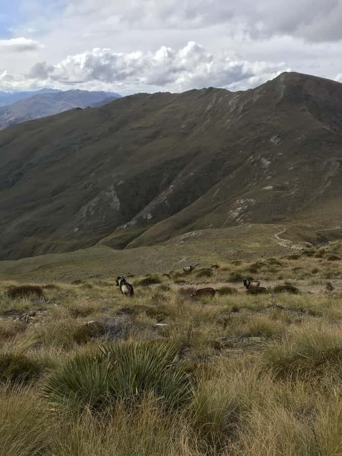 Queenstown Full-Day Trail Running Tour - What to Expect on the Trail
