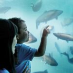 Queenstown: Hidden Underwater Theatre Experience - What is the Underwater Theatre Experience?