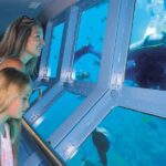 Quicksilver Outer Great Barrier Reef Snorkel Cruise from Palm Cove - What Makes This Tour Stand Out?