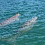 Raby Bay Wildlife Kayak Tour - Final thoughts
