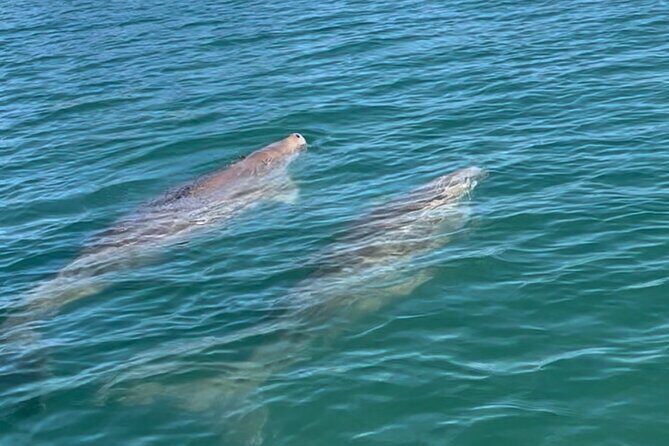 Raby Bay Wildlife Kayak Tour - Final thoughts