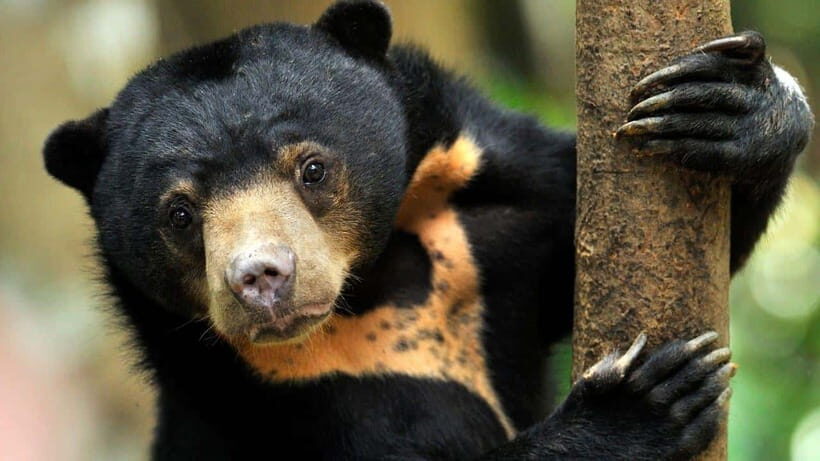 Rainforest Tour, Labuk Bay, Sun Bear & Sepilok | Sandakan - Practical Details and What to Expect