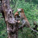 Rajasthan: Ranthambore National Park Safari - The Itinerary: What to Expect