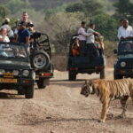 Rajasthan: Ranthambore National Park Safari - The Safari Itself: Wildlife and Scenery