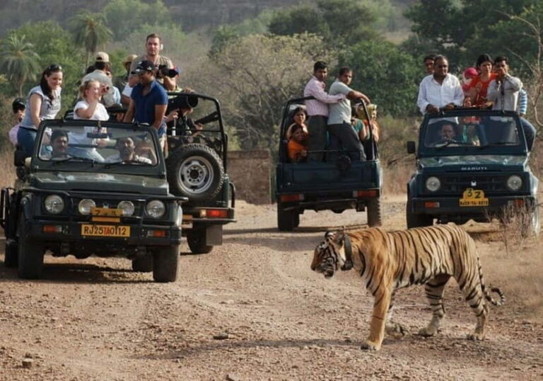 Rajasthan: Ranthambore National Park Safari - The Safari Itself: Wildlife and Scenery