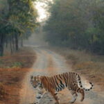 Ranthambhore: Ranthambhore Tiger Reserve Booking - Analyzing the Package: What to Expect