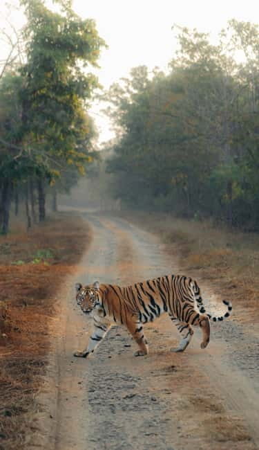 Ranthambhore: Ranthambhore Tiger Reserve Booking - Analyzing the Package: What to Expect