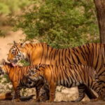 Ranthambore: Guided Safari Tour by Canter or Jeep - Who Should Consider This Safari?