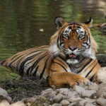 Ranthambore: Guided Safari Tour by Canter or Jeep - What’s Included and What’s Not