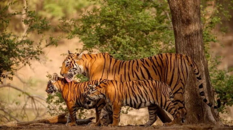 Ranthambore: Guided Safari Tour by Canter or Jeep - Who Should Consider This Safari?