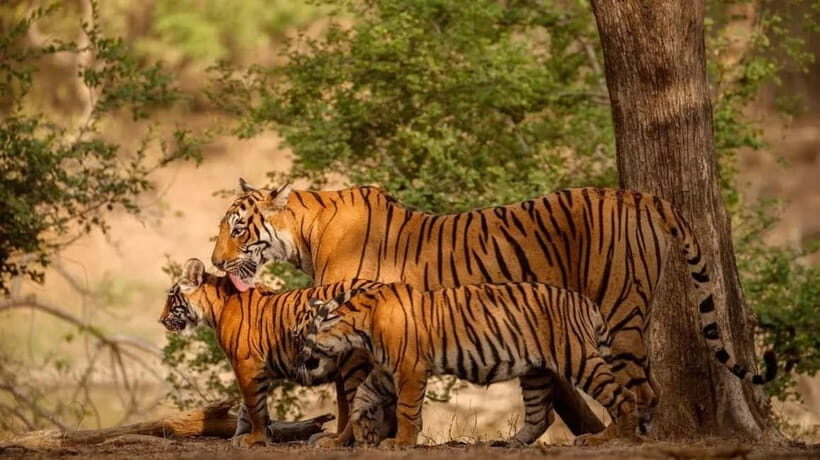 Ranthambore: Guided Safari Tour by Canter or Jeep - Who Should Consider This Safari?