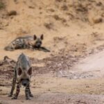 Ranthambore: Jeep Safari - Tiger Reserve & Wildlife Sights - Authentic Insights from Travelers