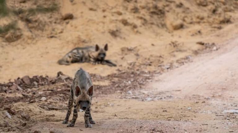 Ranthambore: Jeep Safari - Tiger Reserve & Wildlife Sights - Authentic Insights from Travelers