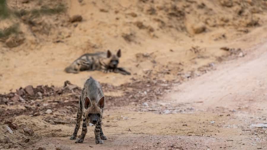 Ranthambore: Jeep Safari - Tiger Reserve & Wildlife Sights - Authentic Insights from Travelers