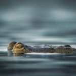 Ranthambore Jungle Safari : Sharing Safari for prime zones - The Itinerary Breakdown