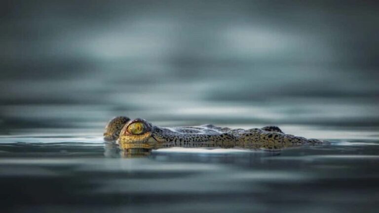 Ranthambore Jungle Safari : Sharing Safari for prime zones - Why Choose This Safari?