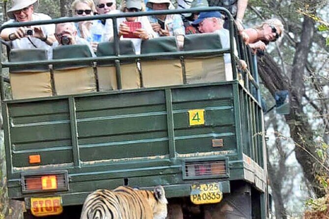 Ranthambore National Park 20 Seater Canter Safari Booking - Who Should Consider This Safari?