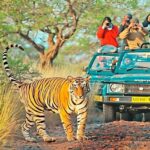 Ranthambore National park canter gypsy safari - Who Is This Tour Best For?