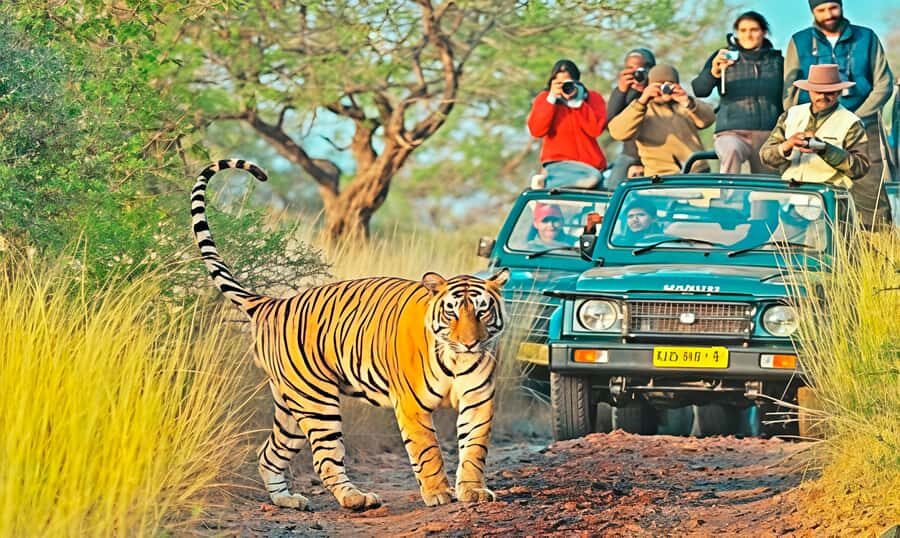 Ranthambore National park canter gypsy safari - Who Is This Tour Best For?