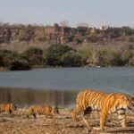 Ranthambore National Park: Canter Safari Ticket with Pickup - The Practicalities: What You Need to Know