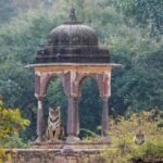 Ranthambore National Park: Canter Safari Ticket with Pickup - Final Thoughts