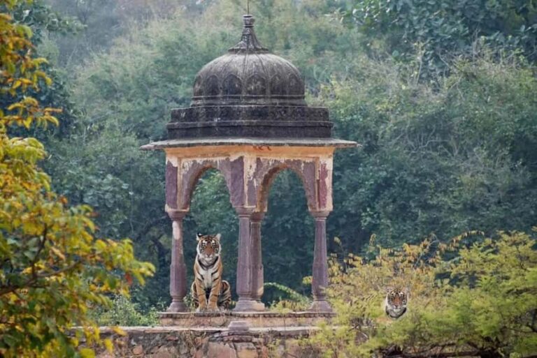 Ranthambore National Park: Canter Safari Ticket with Pickup - Final Thoughts