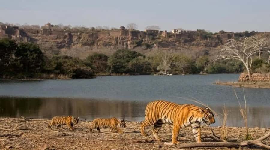 Ranthambore National Park: Canter Safari Ticket with Pickup - The Practicalities: What You Need to Know
