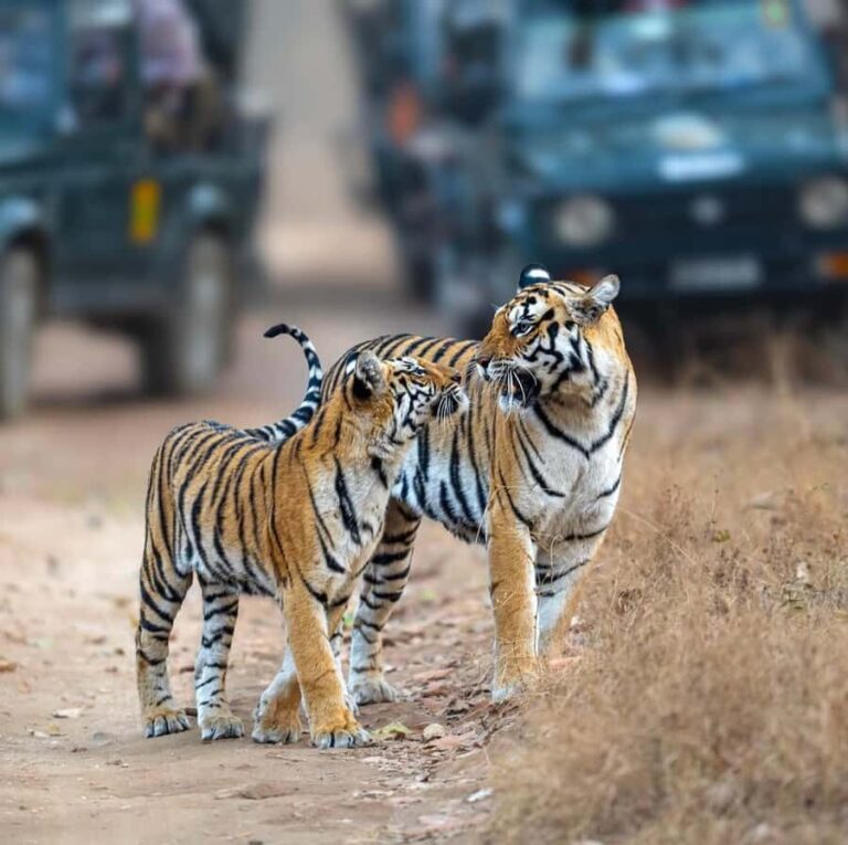 Ranthambore National Park Jeep Safari with & Expert Guide - What to Expect from the Safari