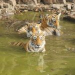 Ranthambore: National Park Park Safari Tickets in prime Zone - Detailed Breakdown of the Safari Experience