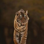 Ranthambore National Park: private gypsy Safari with Guide - The Practical Details